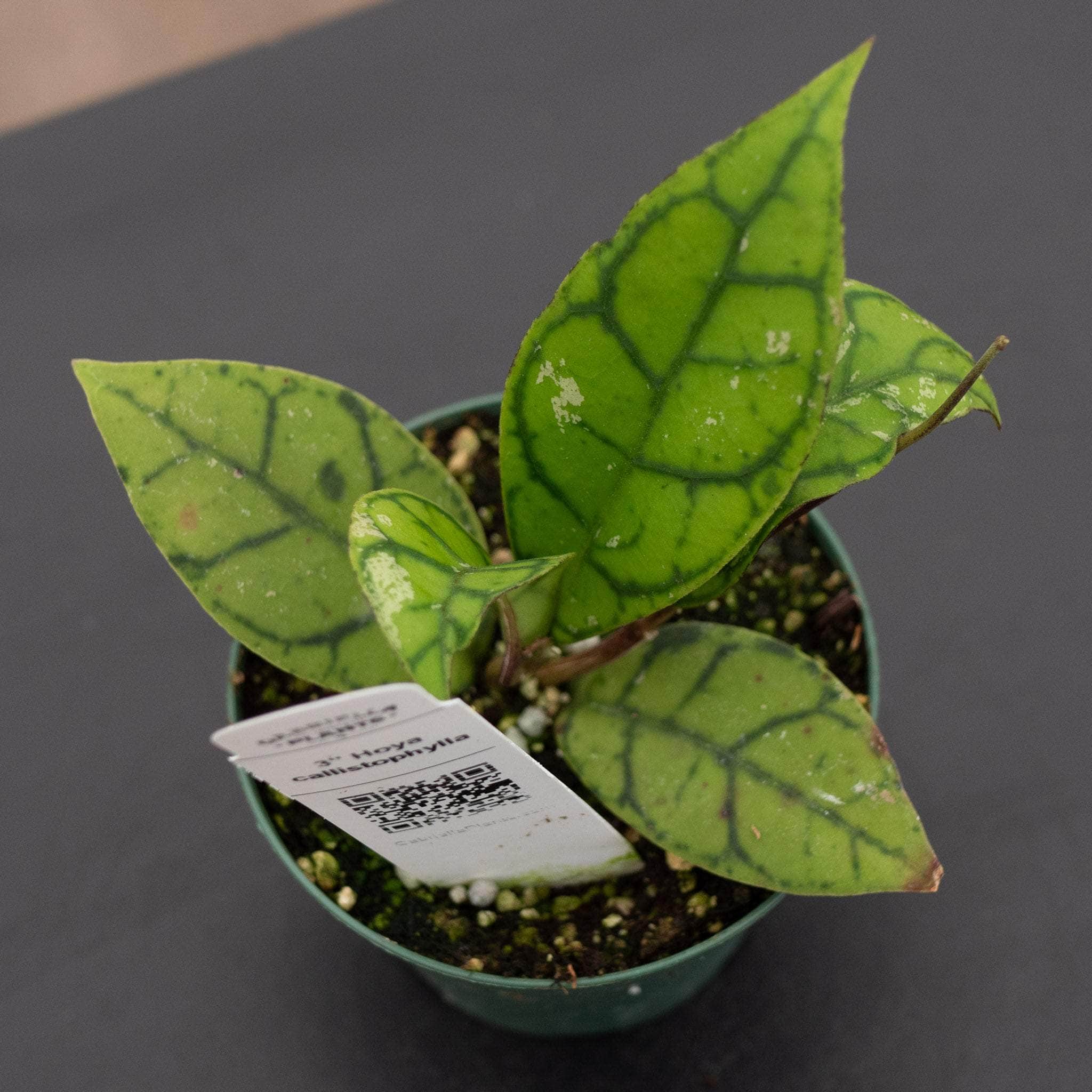 Hoya callistophylla – Gabriella Plants