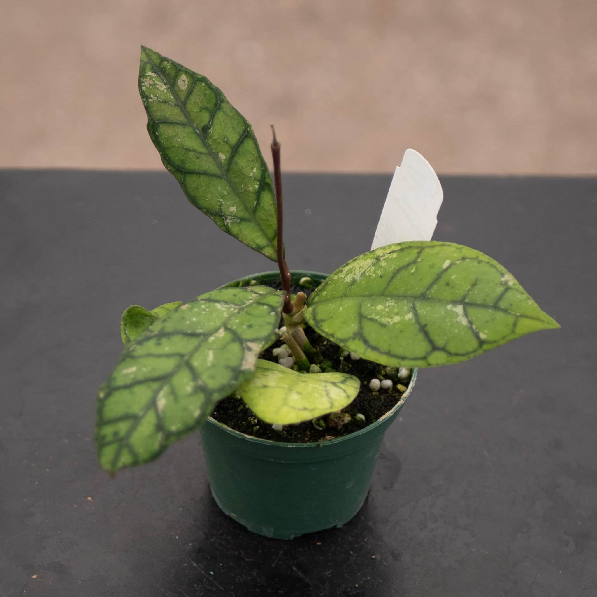 その他観葉植物 Hoya Callistophylla (Giant) Hoya callistophylla – Gabriella Plants