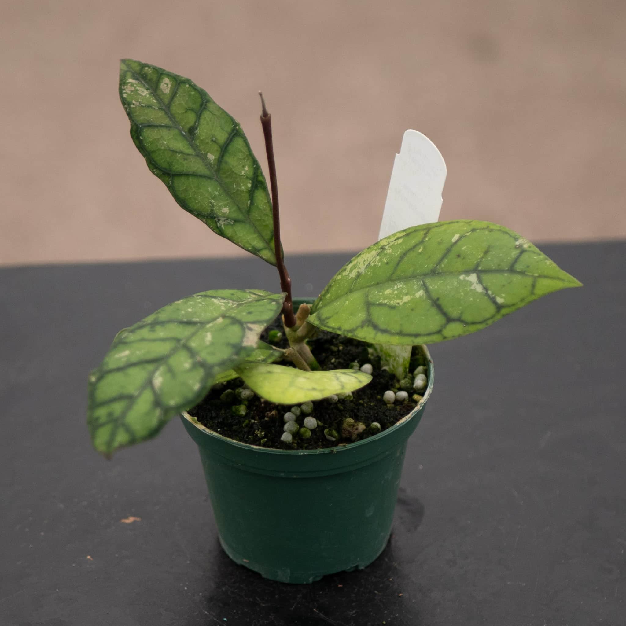 Hoya callistophylla – Gabriella Plants