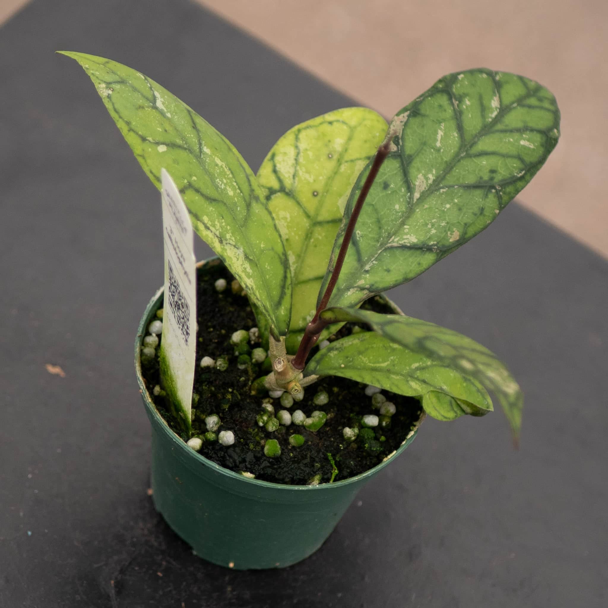 Hoya callistophylla – Gabriella Plants