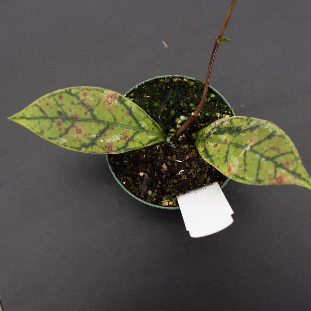 Gabriella Plants Hoya 3 Hoya callistophylla