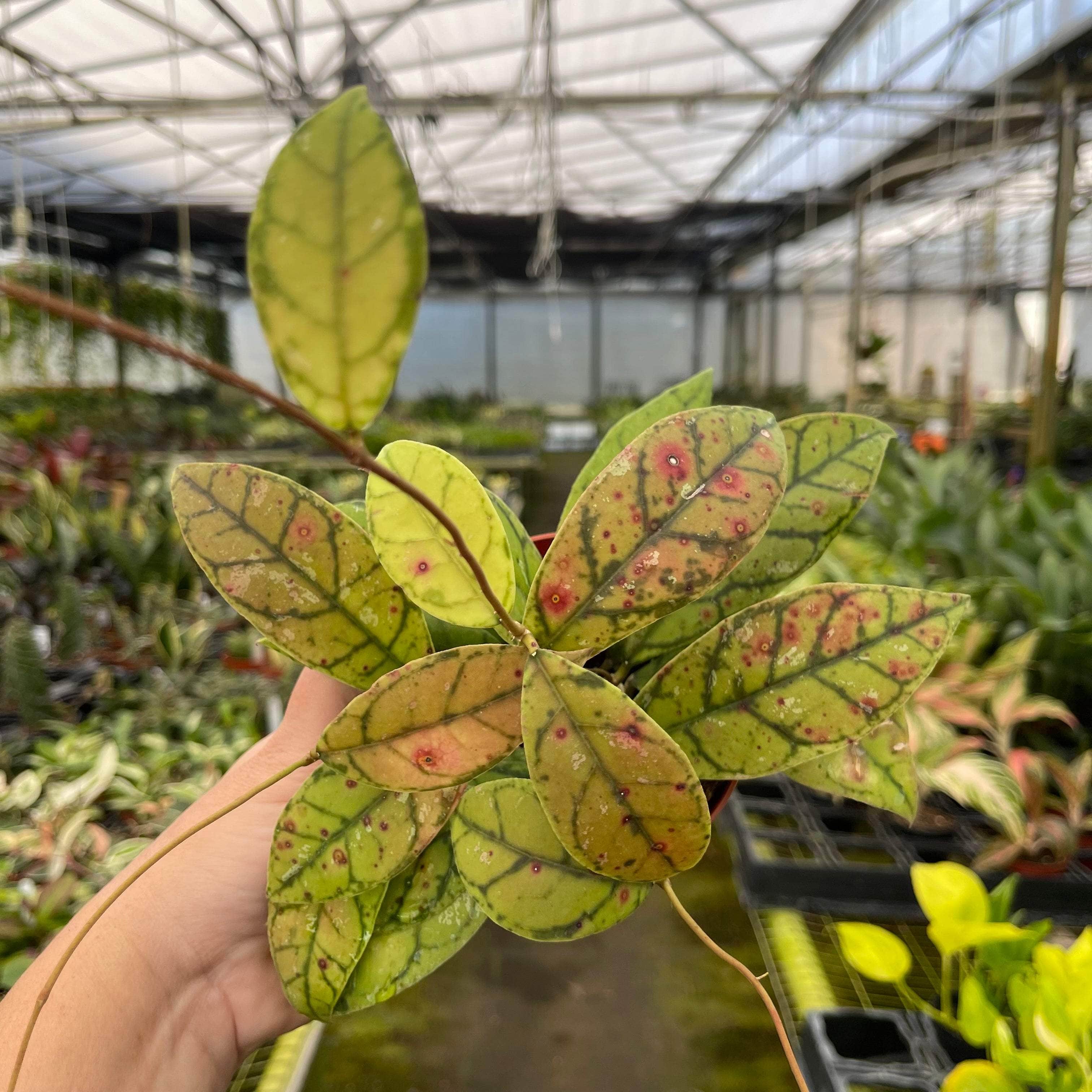 Hoya callistophylla – Gabriella Plants