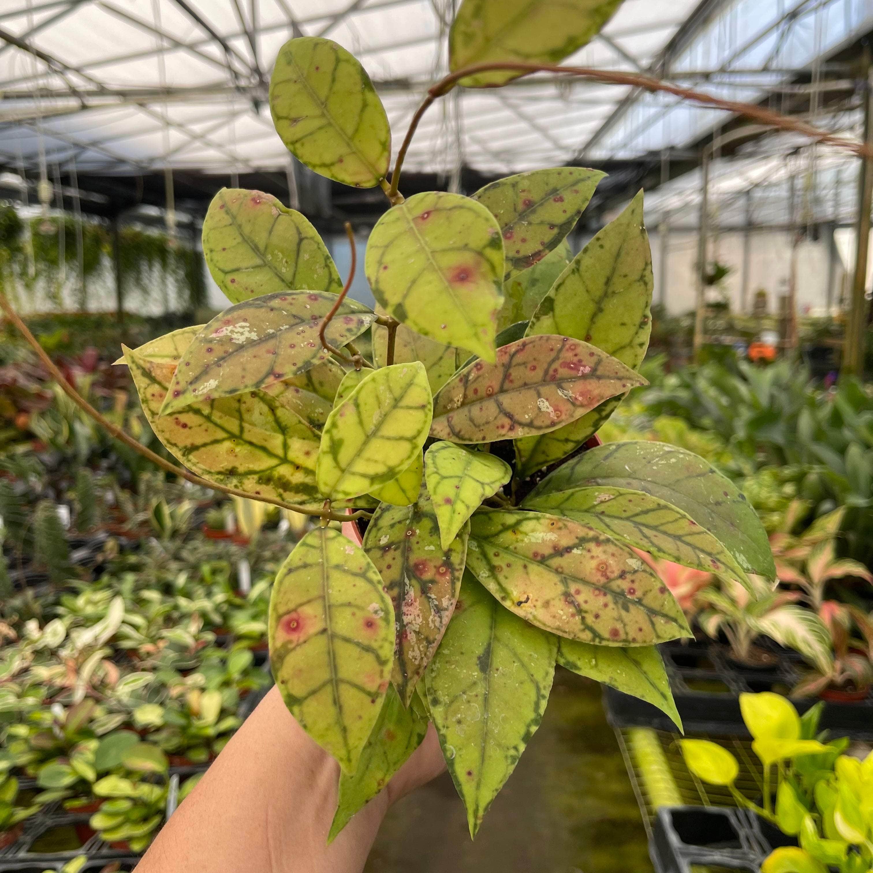 Hoya callistophylla – Gabriella Plants