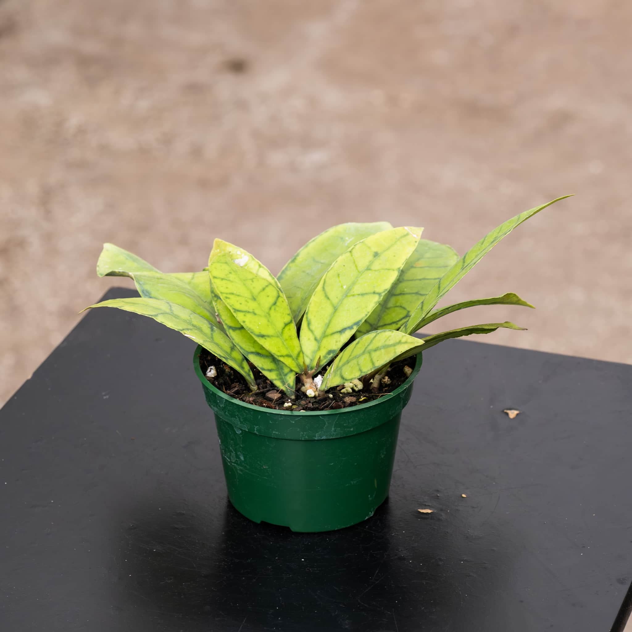 Hoya callistophylla 'Black Cat' – Gabriella Plants
