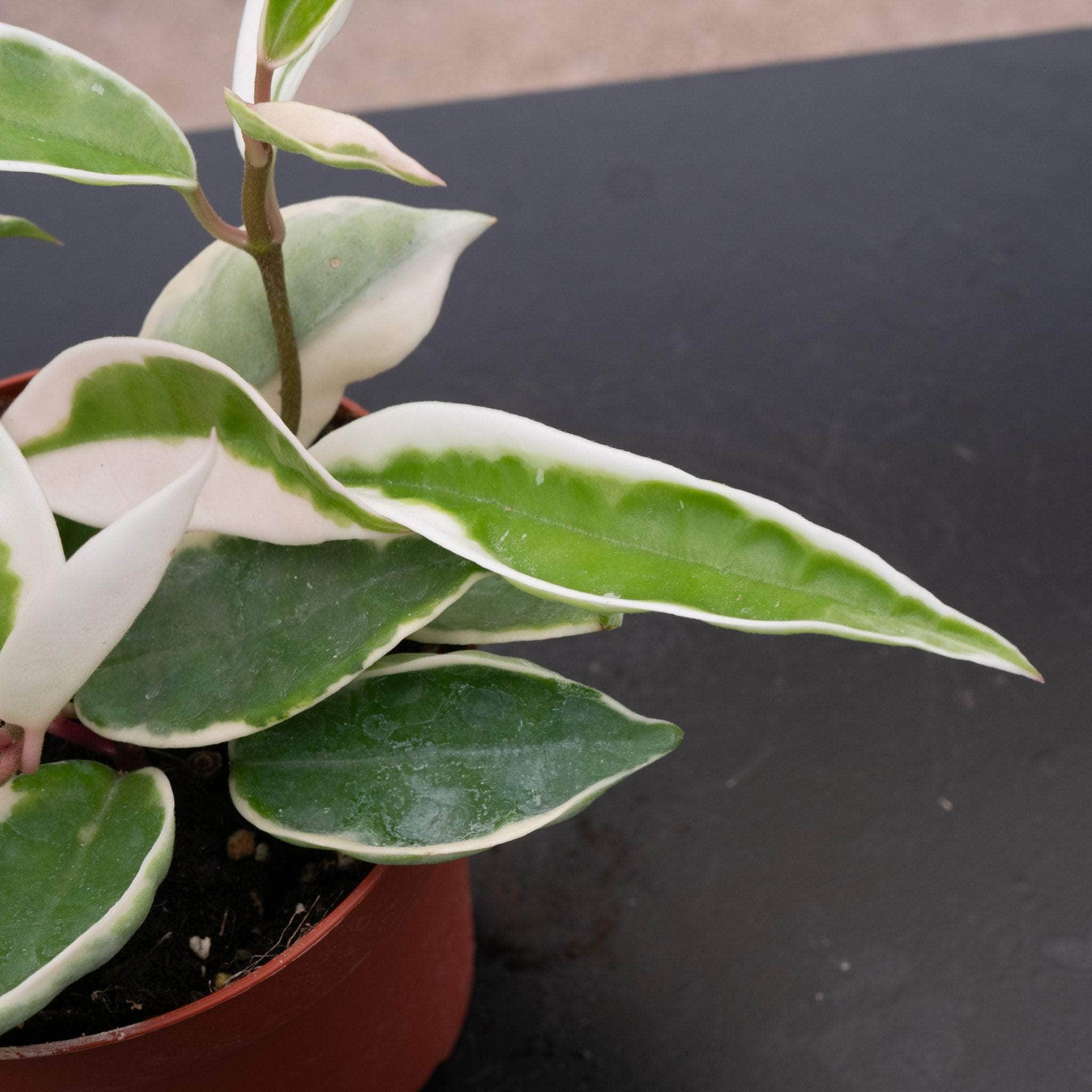 Hoya carnosa albomarginata - Gabriella Plants