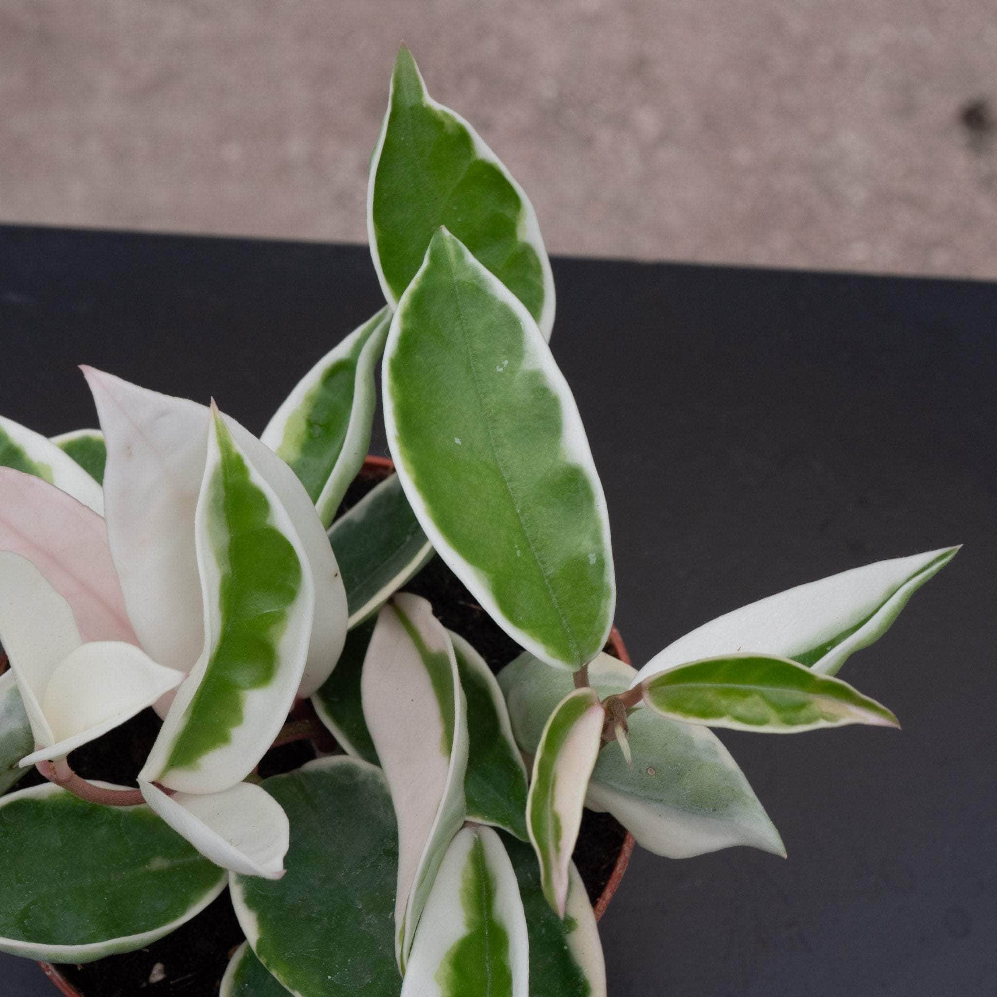 Hoya carnosa albomarginata - Gabriella Plants