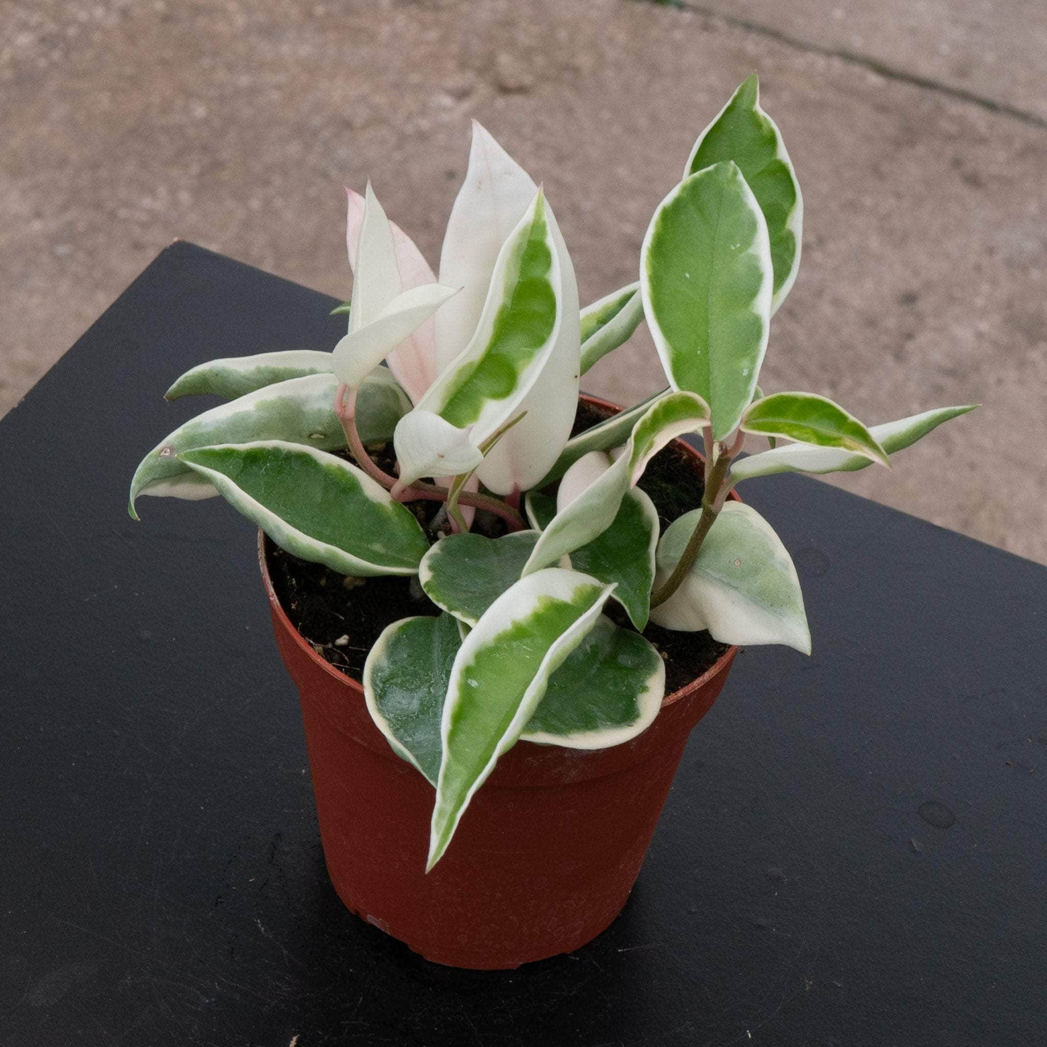 Hoya carnosa albomarginata - Gabriella Plants