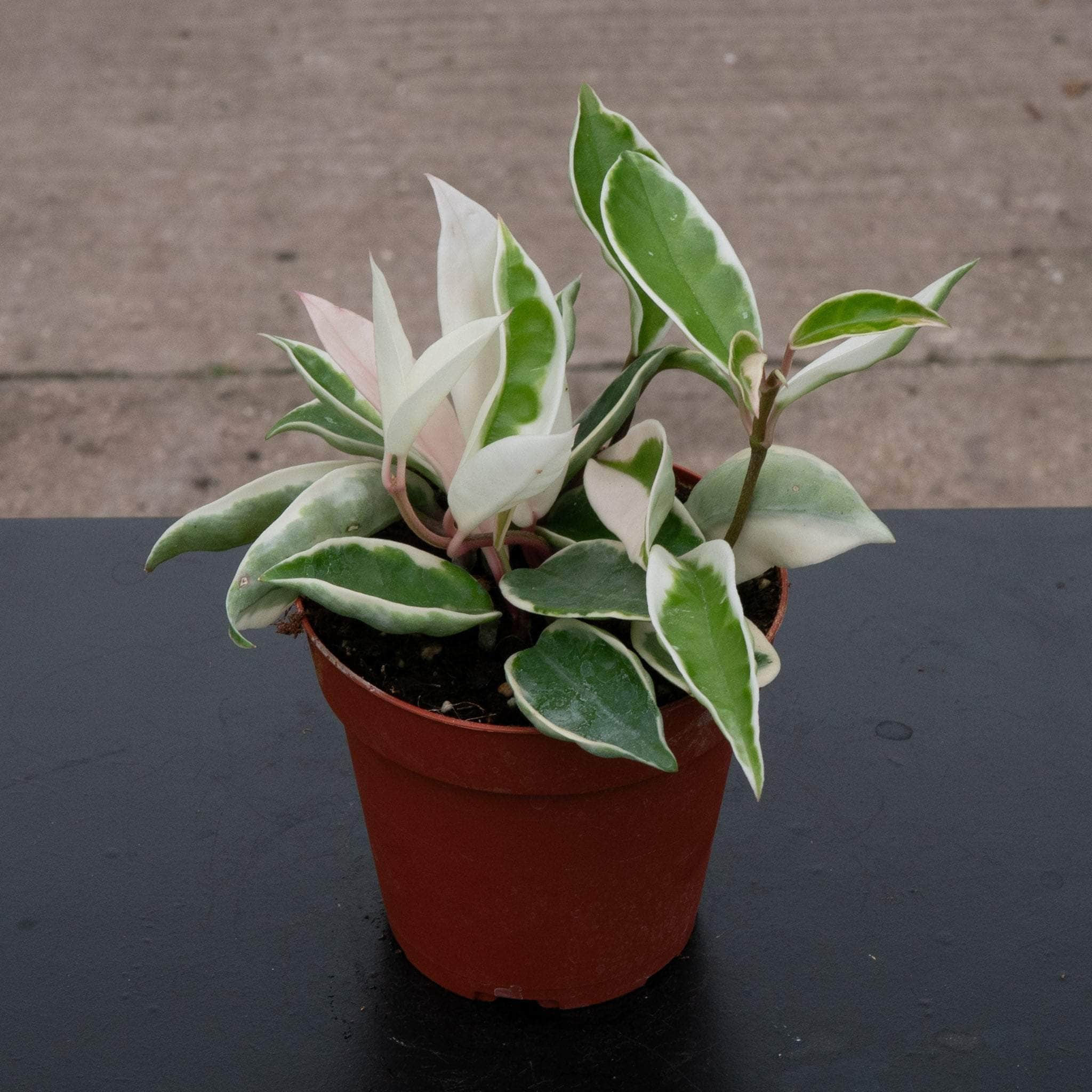 Hoya carnosa albomarginata - Gabriella Plants
