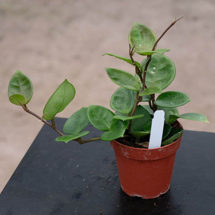 Gabriella Plants Hoya 4" Hoya carnosa 'Amore'