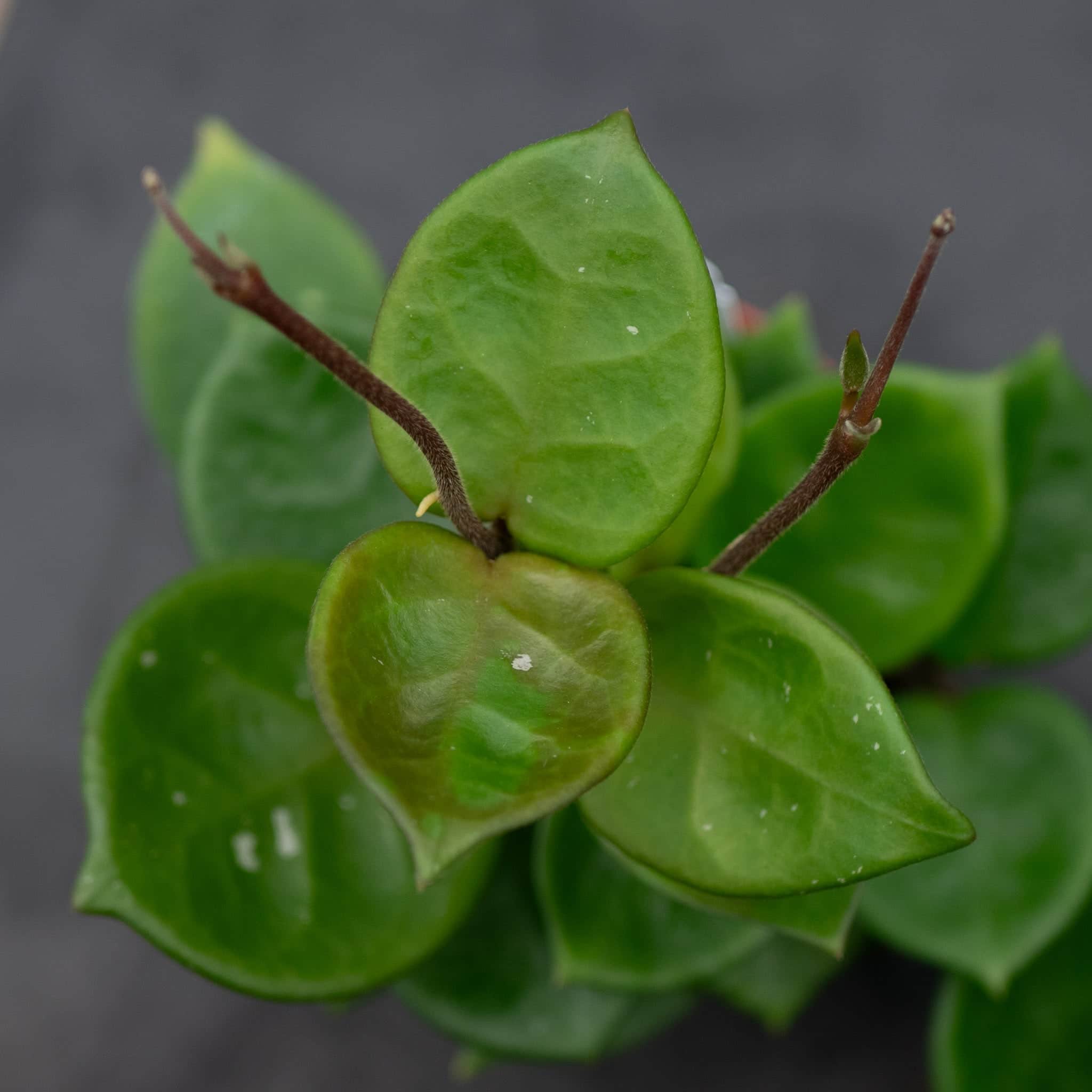 Hoya carnosa 'Amore' - Gabriella Plants