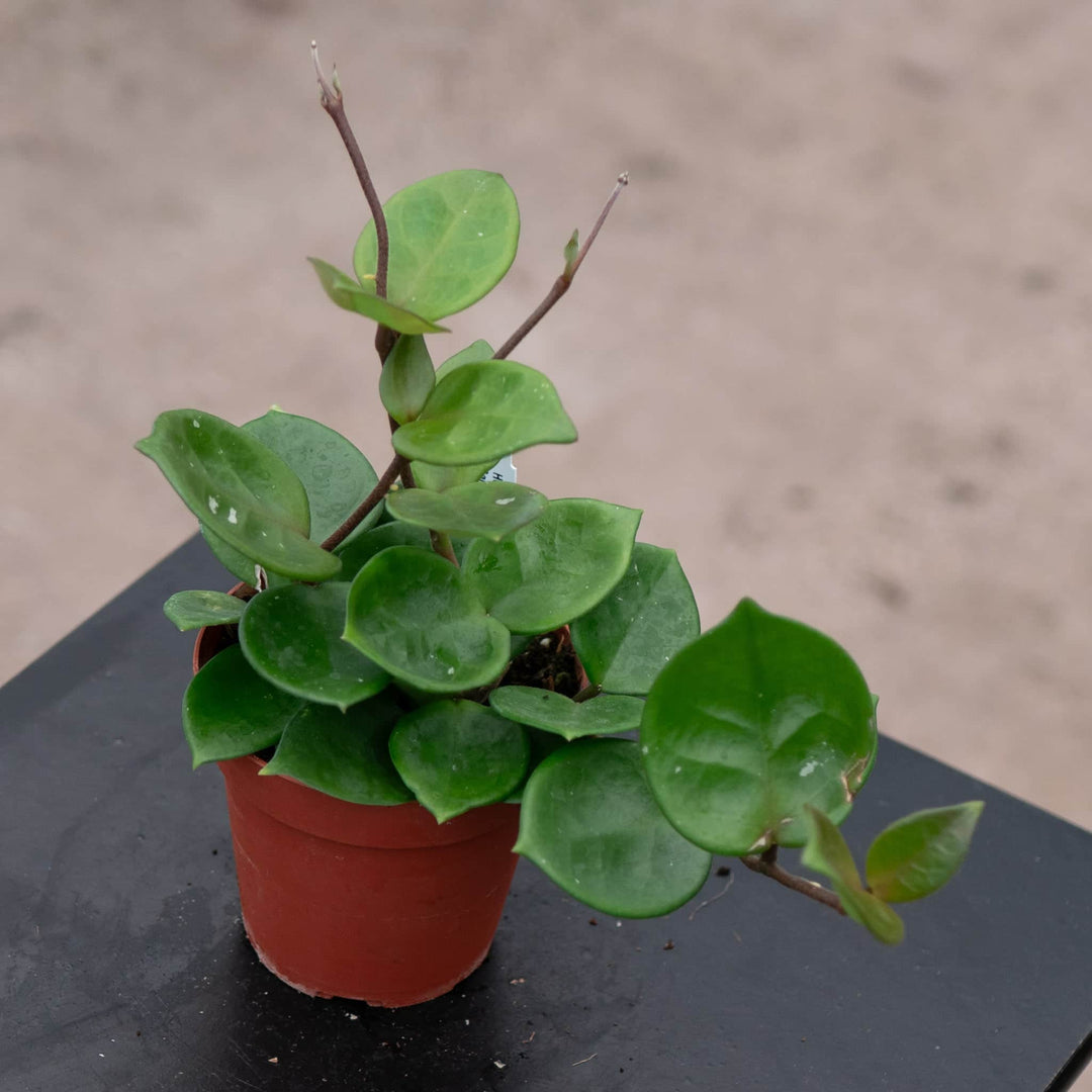 Gabriella Plants Hoya 4" Hoya carnosa 'Amore'