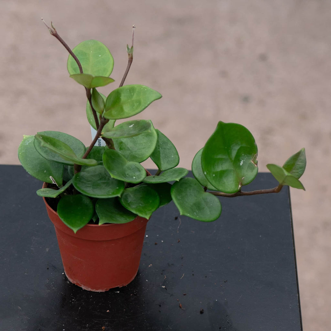 Gabriella Plants Hoya 4" Hoya carnosa 'Amore'