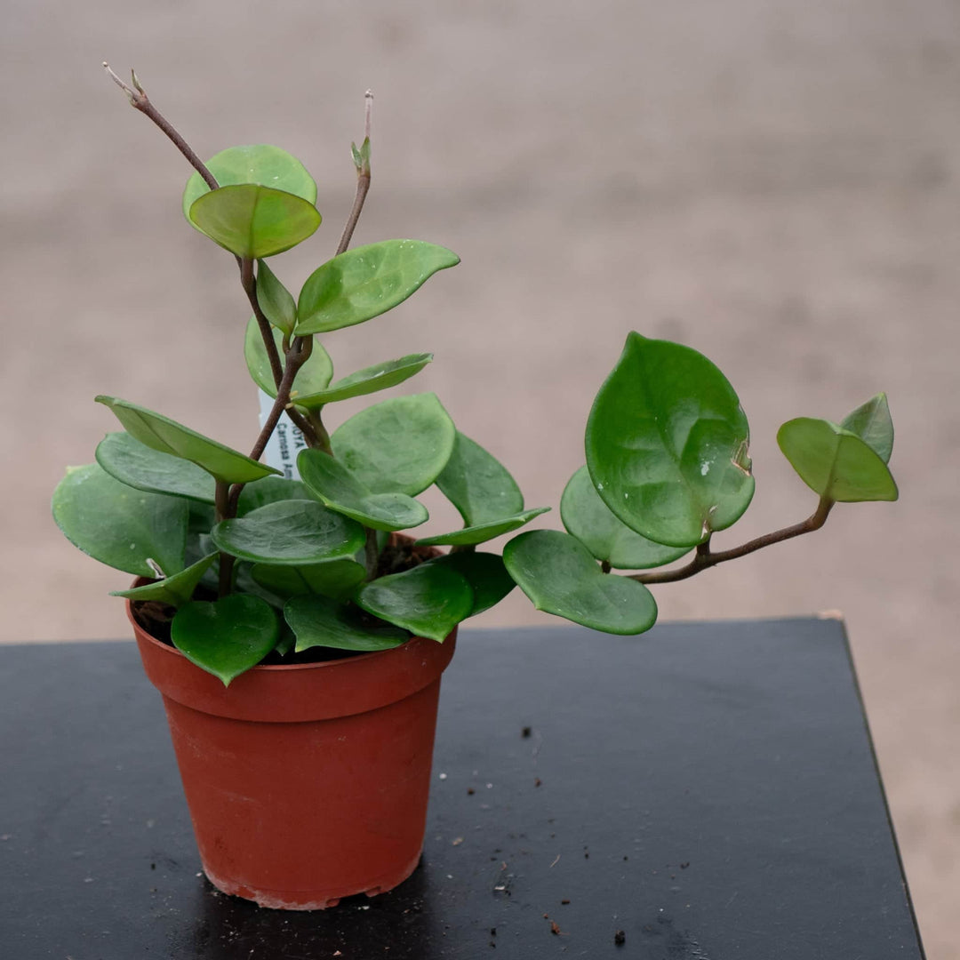 Gabriella Plants Hoya 4" Hoya carnosa 'Amore'