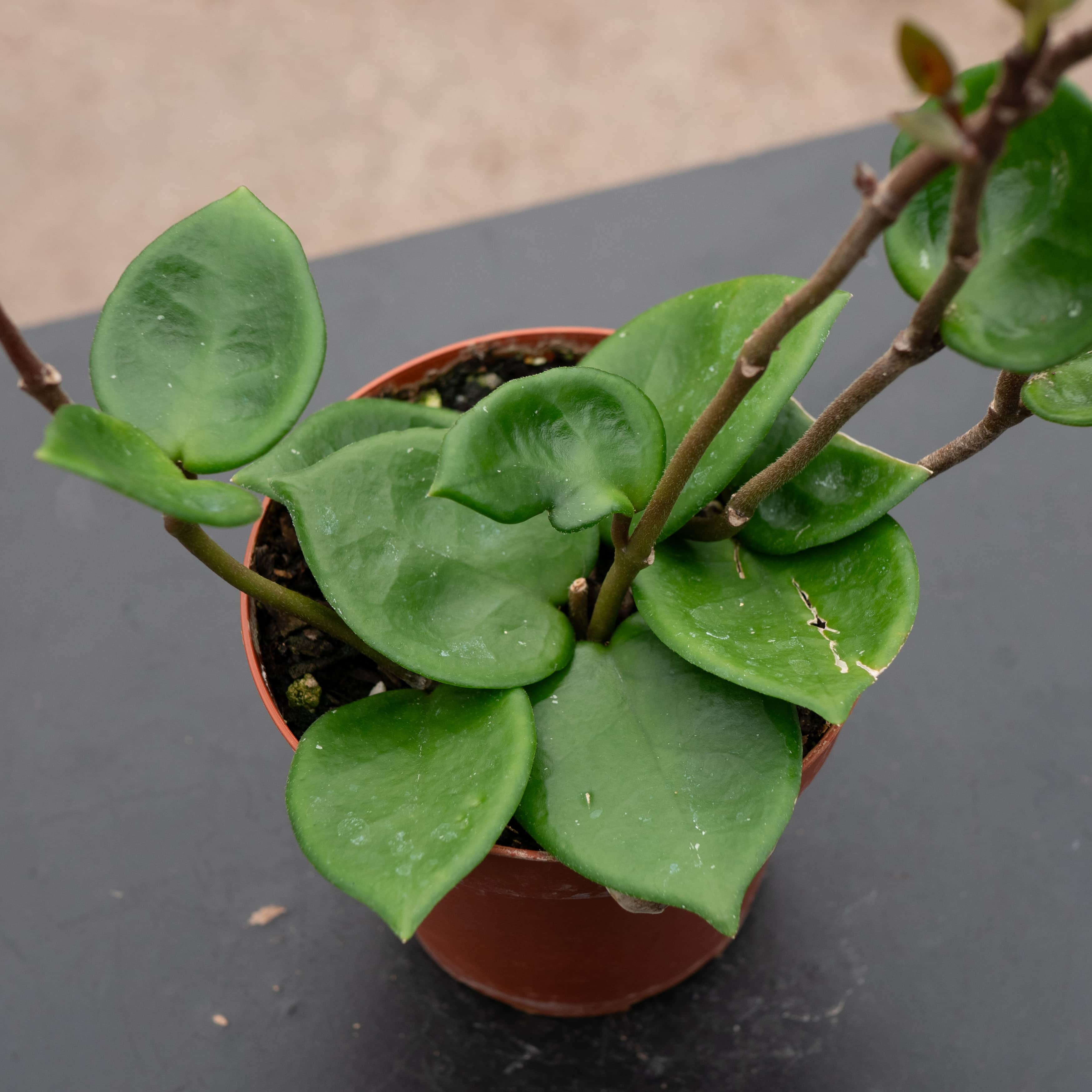 その他観葉植物 Hoya Carnosa 'Amore' Hoya carnosa 'Amore' - Gabriella Plants