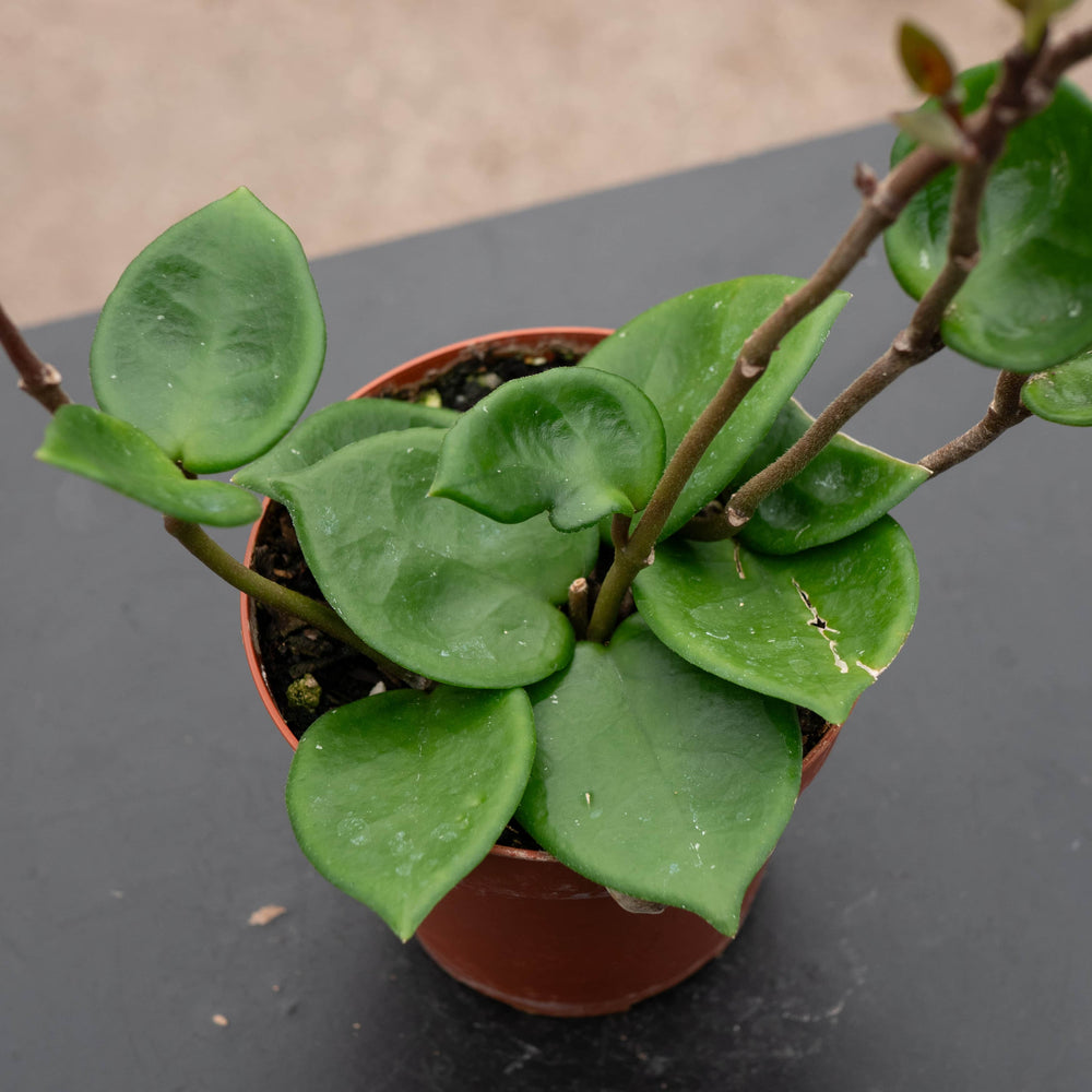 Gabriella Plants Hoya 4" Hoya carnosa 'Amore'