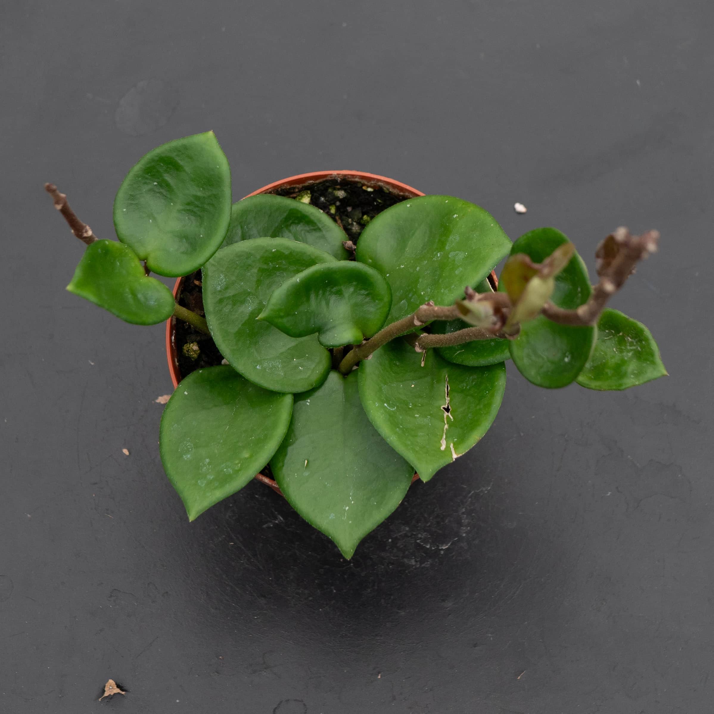 Hoya carnosa 'Amore' - Gabriella Plants