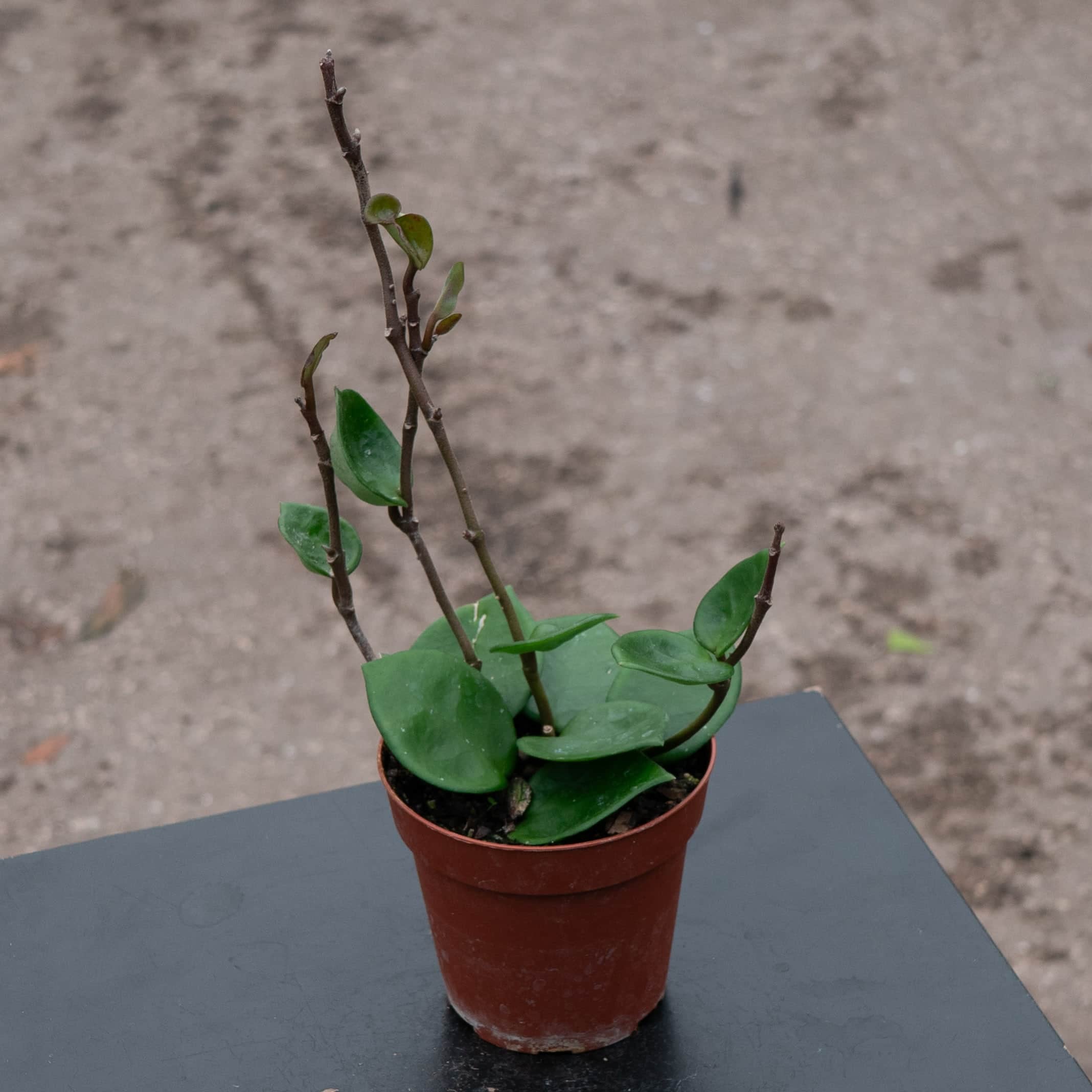 Hoya carnosa 'Amore' - Gabriella Plants