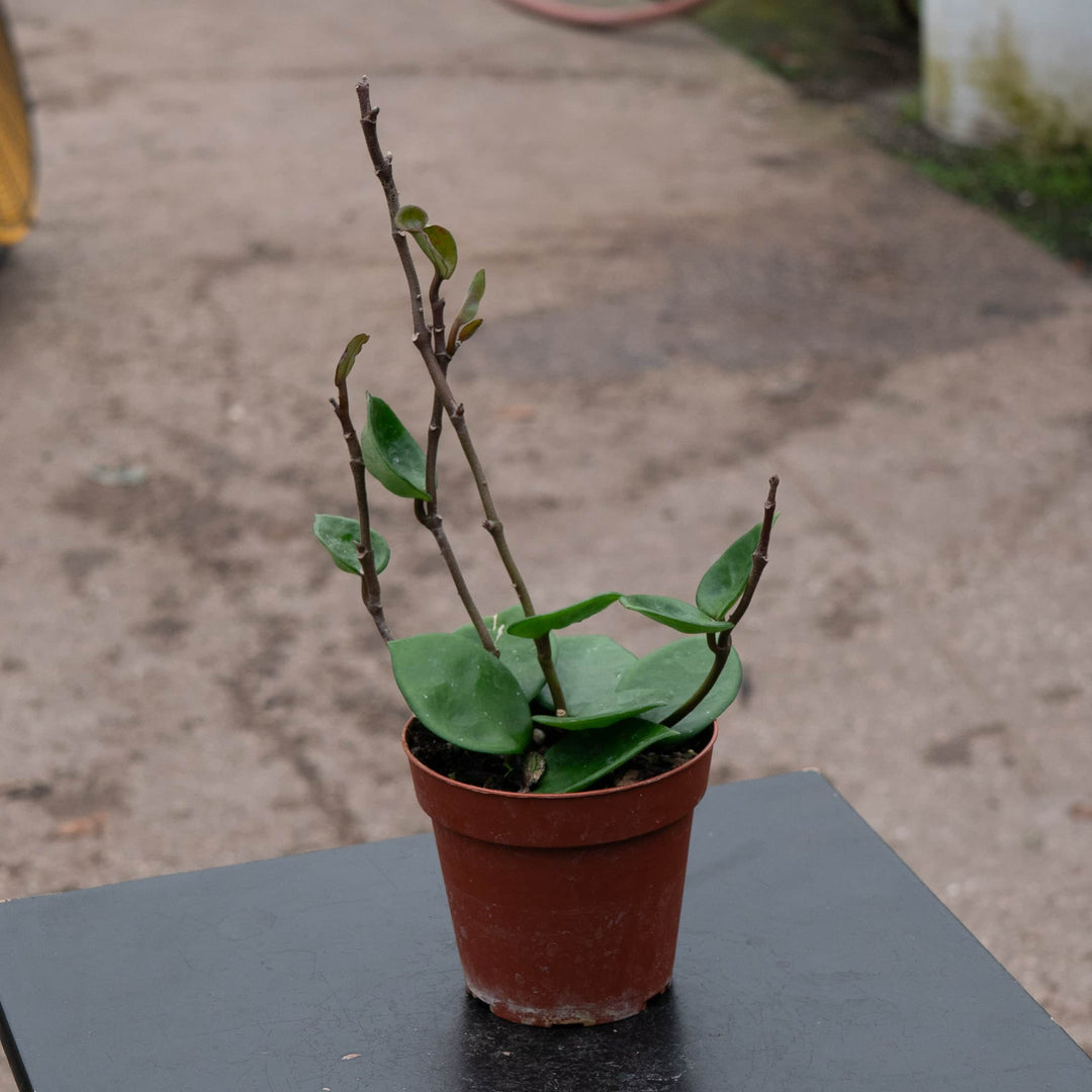 Gabriella Plants Hoya 4" Hoya carnosa 'Amore'