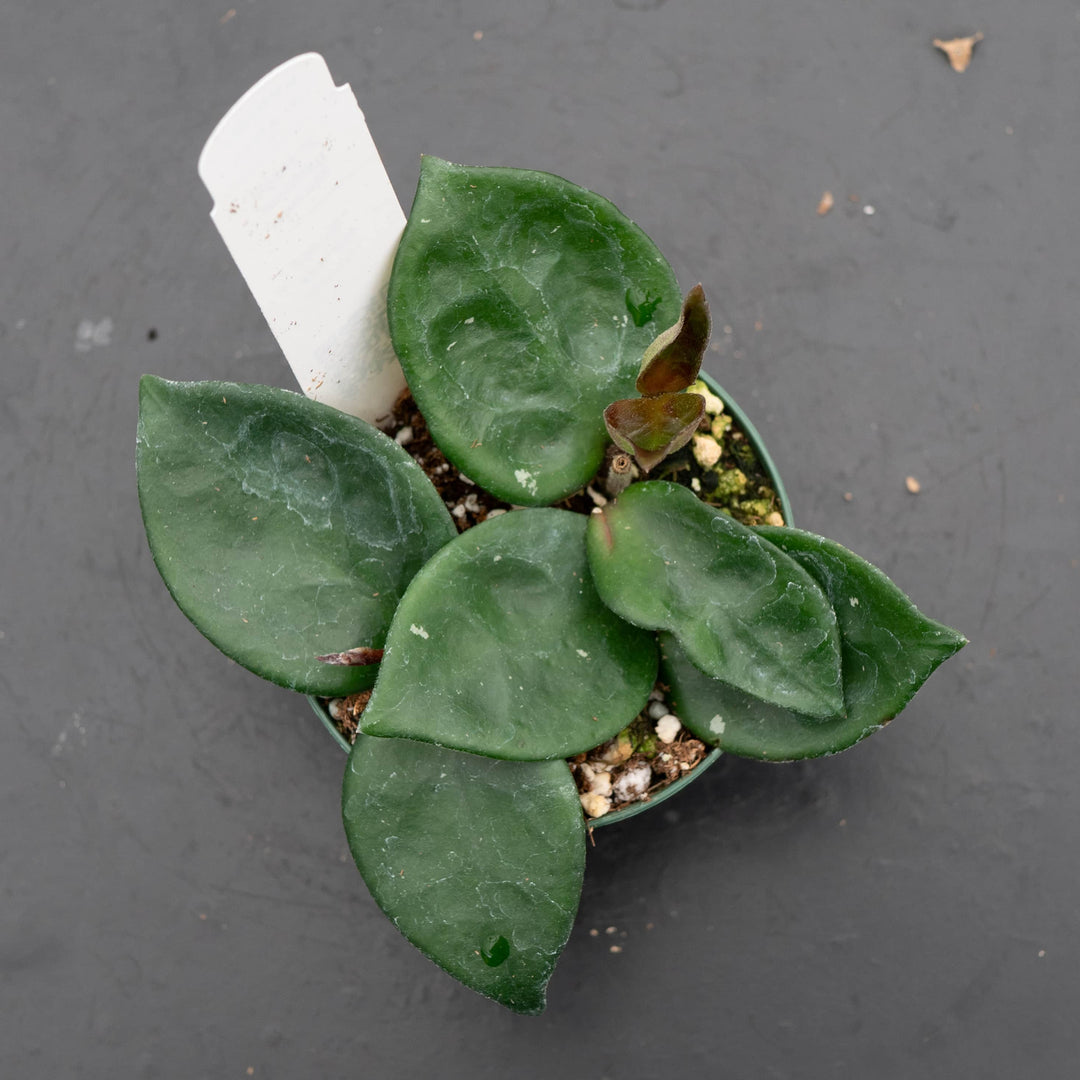 Gabriella Plants Hoya Hoya carnosa 'Chelsea'