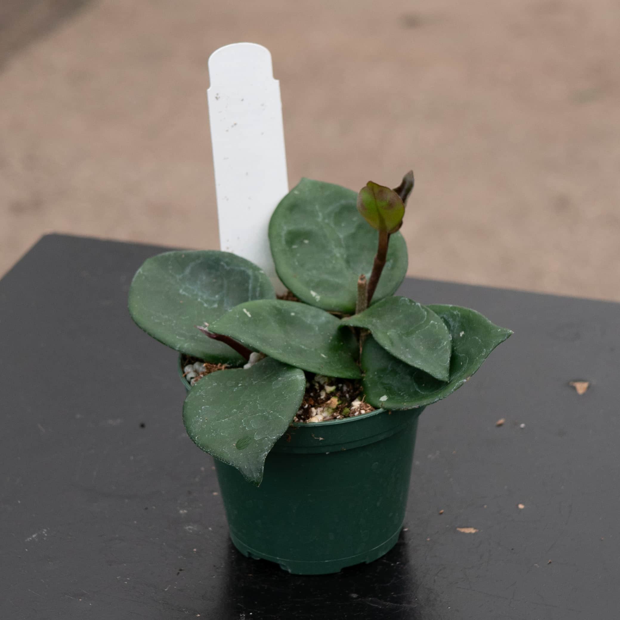 Gabriella Plants Hoya carnosa Chelsea - Thumbnail 4