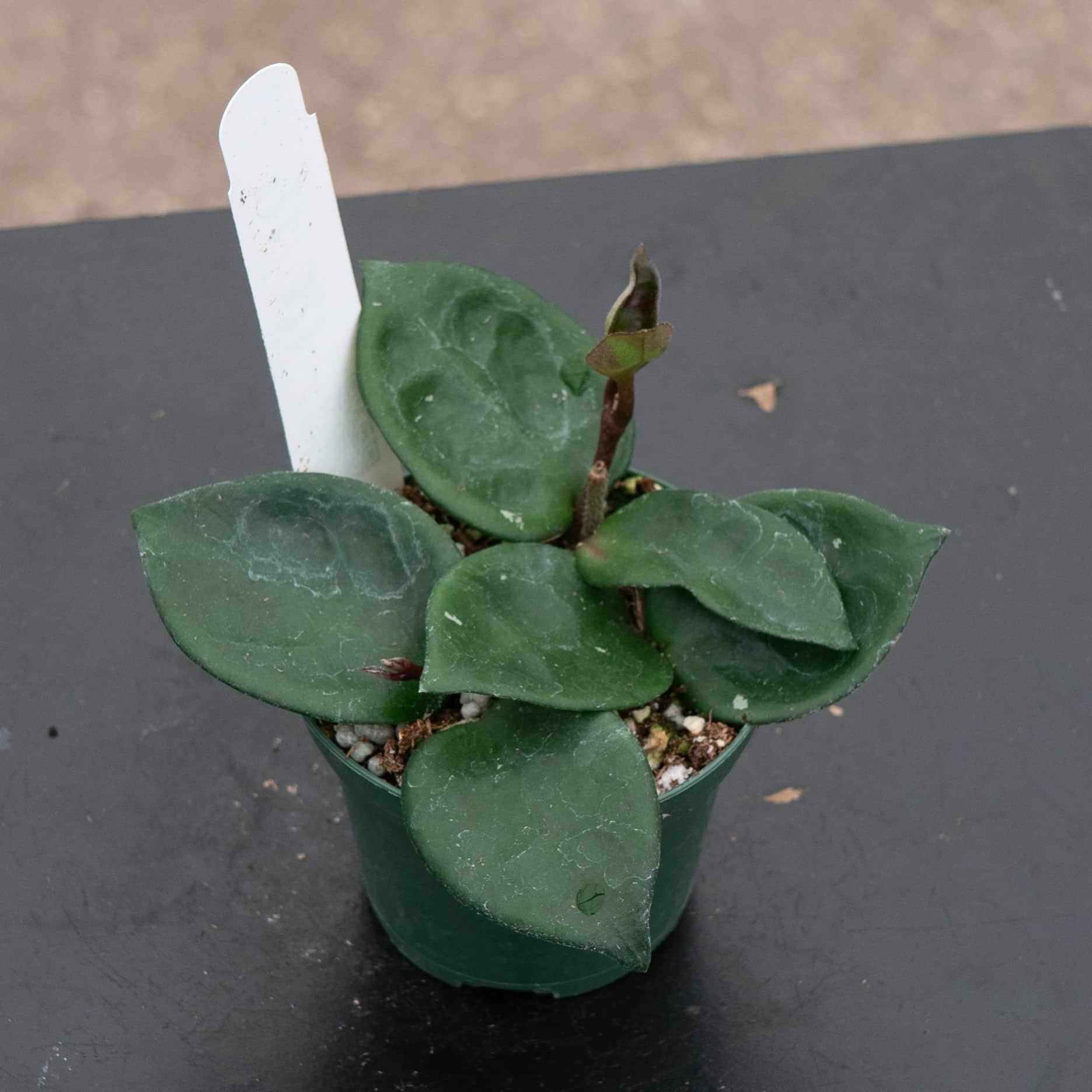 Gabriella Plants Hoya carnosa Chelsea - Thumbnail 3