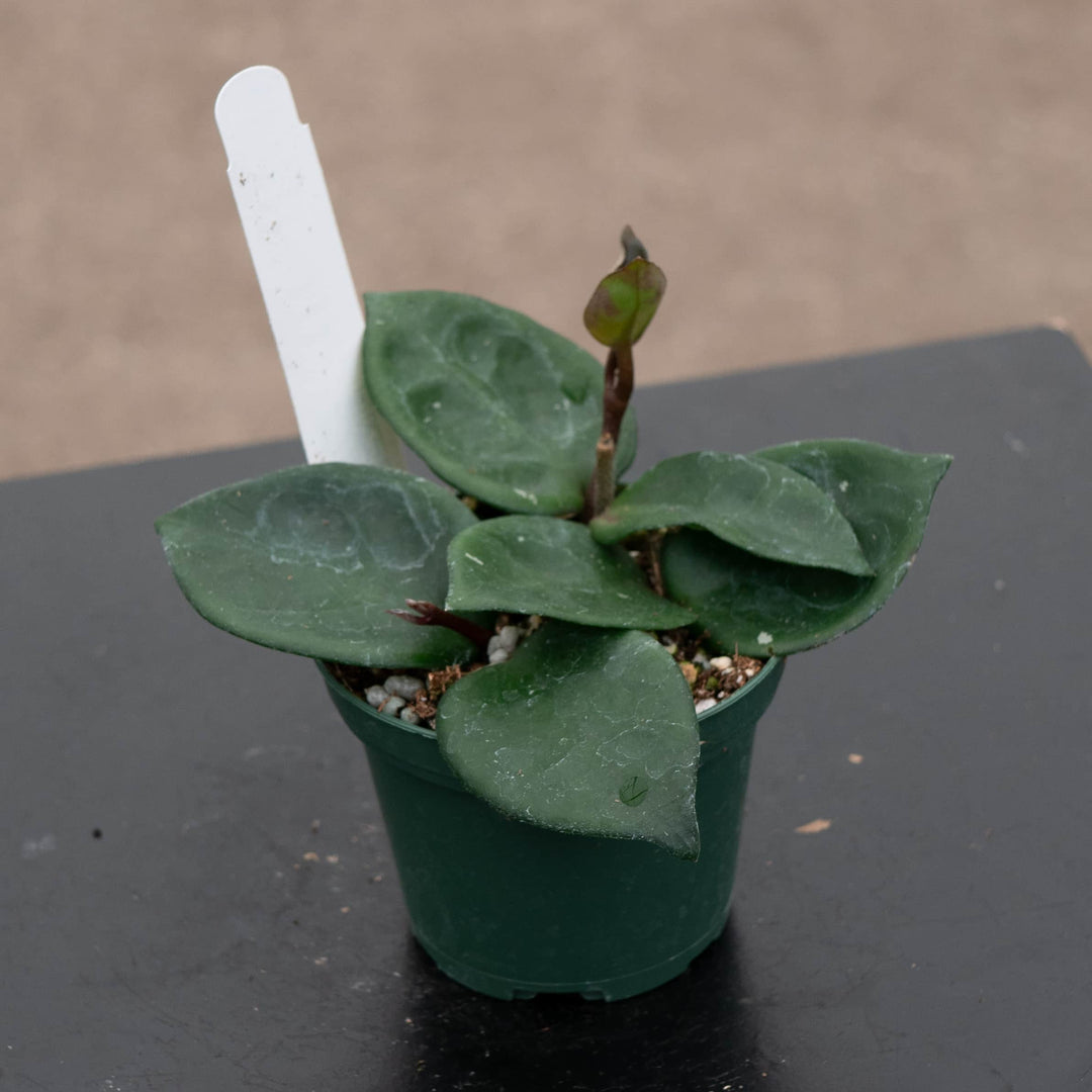 Gabriella Plants Hoya 3" Hoya carnosa 'Chelsea'