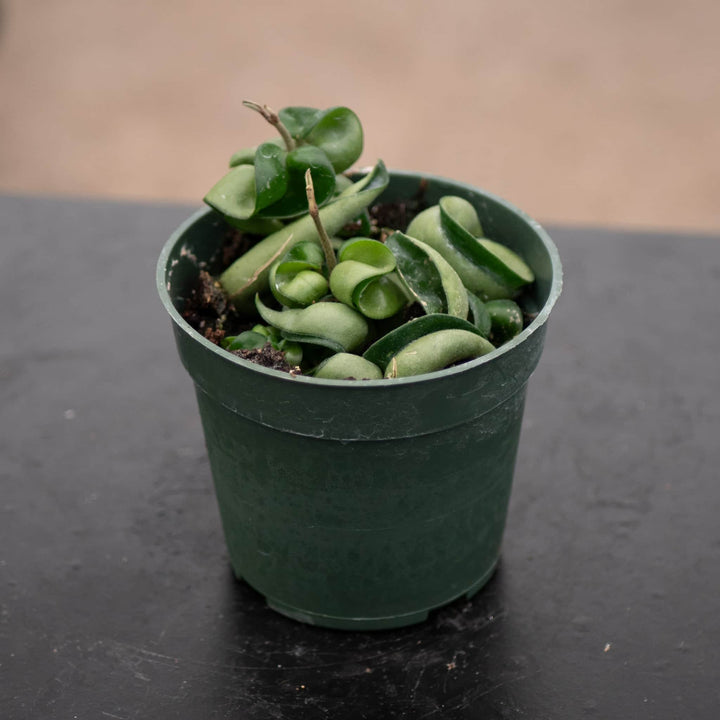 Gabriella Plants Hoya 4" Hoya carnosa 'Compacta' "Hindu Rope"