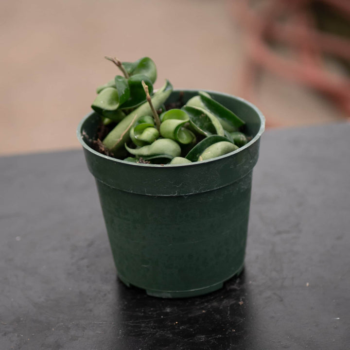 Gabriella Plants Hoya 4" Hoya carnosa 'Compacta' "Hindu Rope"