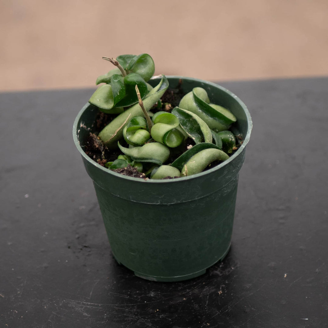 Gabriella Plants Hoya 4" Hoya carnosa 'Compacta' "Hindu Rope"