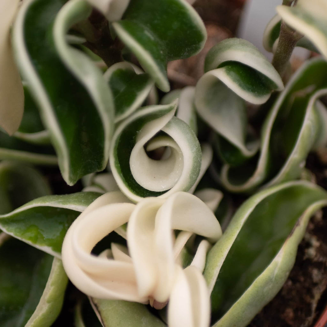 Gabriella Plants Hoya 4" Hoya carnosa 'Compacta Variegata' "Variegated Hindu Rope"