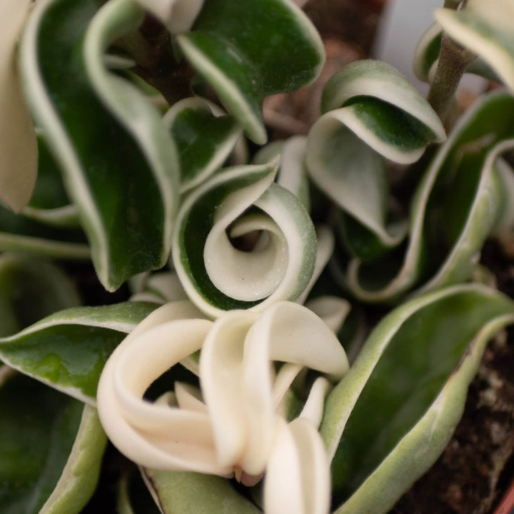 Gabriella Plants Hoya 4" Hoya carnosa 'Compacta Variegata' "Variegated Hindu Rope"