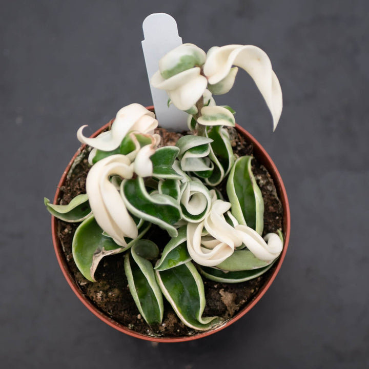 Gabriella Plants Hoya 4" Hoya carnosa 'Compacta Variegata' "Variegated Hindu Rope"