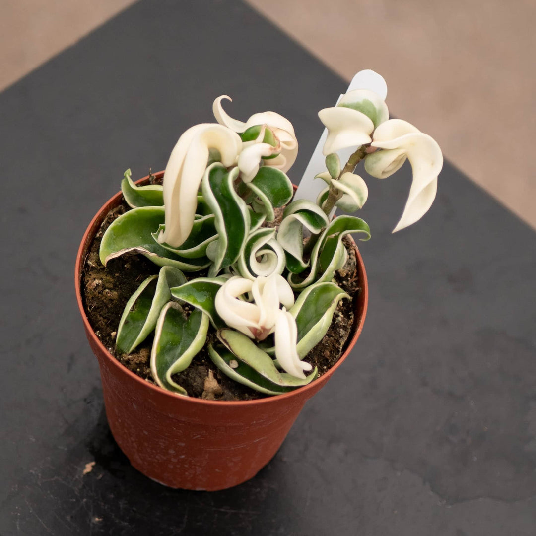 Gabriella Plants Hoya 4" Hoya carnosa 'Compacta Variegata' "Variegated Hindu Rope"