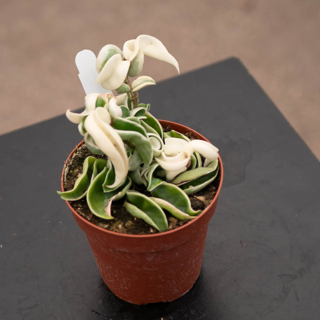 Gabriella Plants Hoya 4" Hoya carnosa 'Compacta Variegata' "Variegated Hindu Rope"