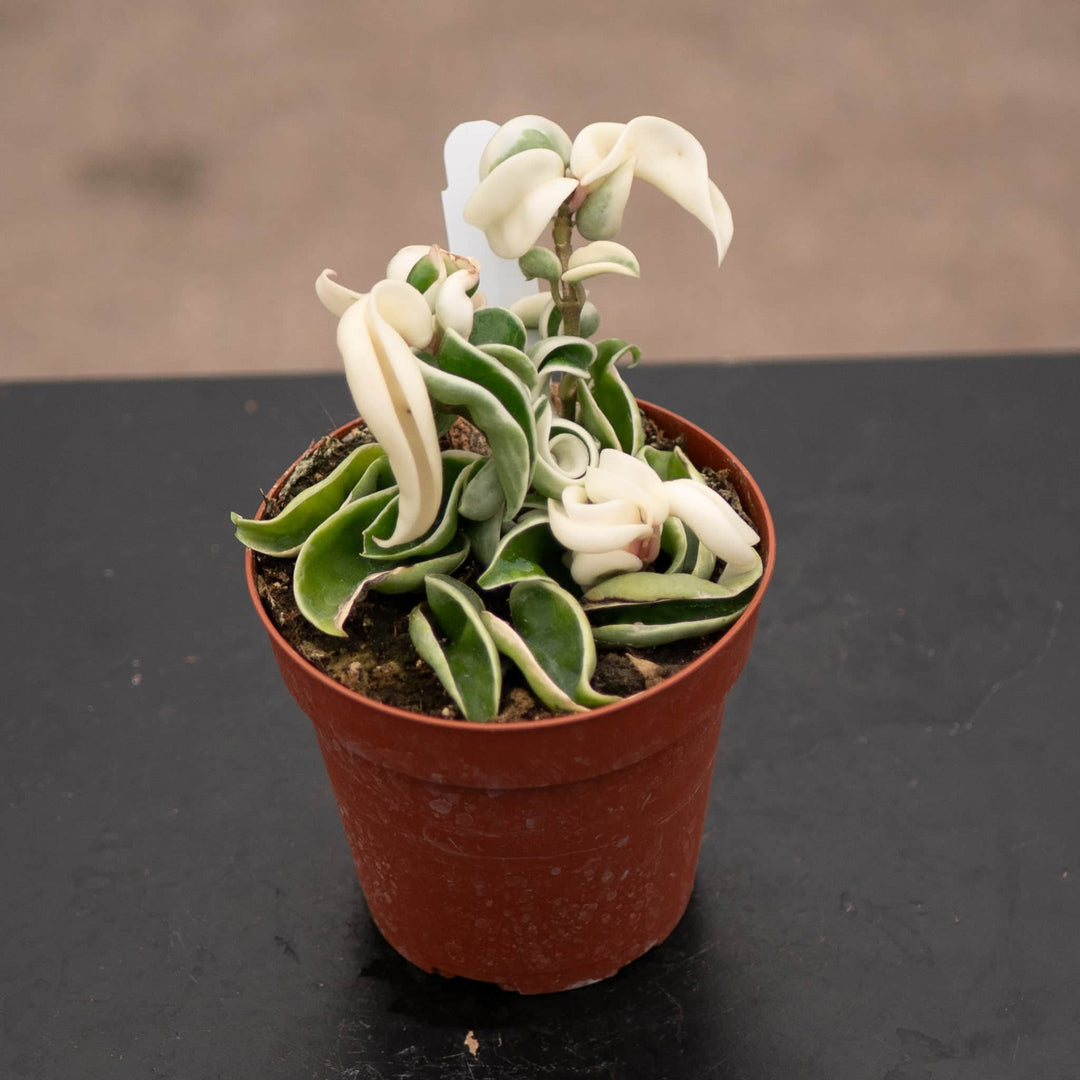 Gabriella Plants Hoya 4" Hoya carnosa 'Compacta Variegata' "Variegated Hindu Rope"