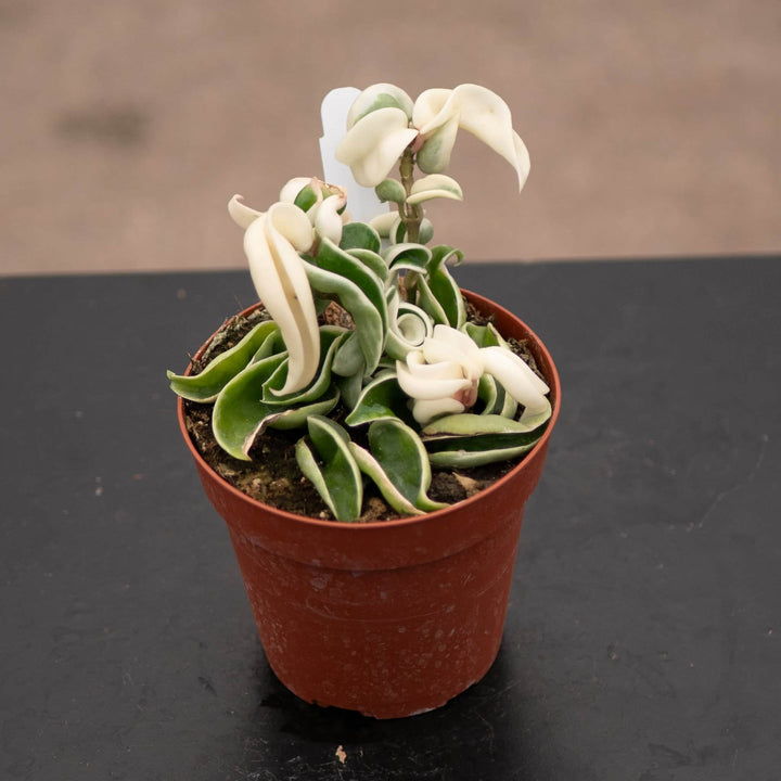 Gabriella Plants Hoya 4" Hoya carnosa 'Compacta Variegata' "Variegated Hindu Rope"