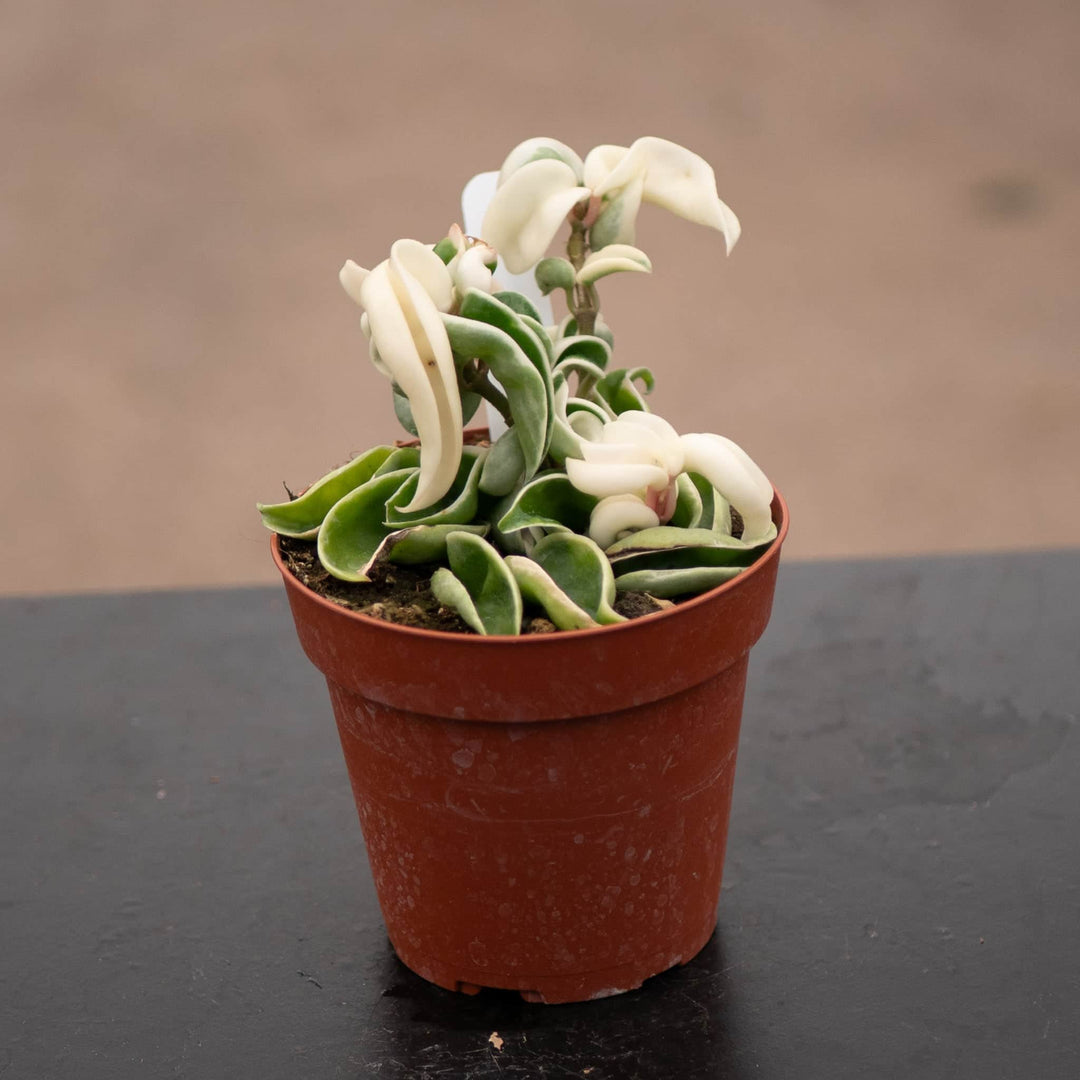 Gabriella Plants Hoya 4" Hoya carnosa 'Compacta Variegata' "Variegated Hindu Rope"