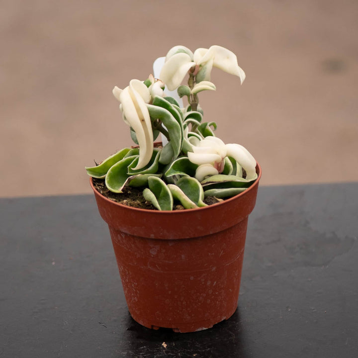 Gabriella Plants Hoya 4" Hoya carnosa 'Compacta Variegata' "Variegated Hindu Rope"