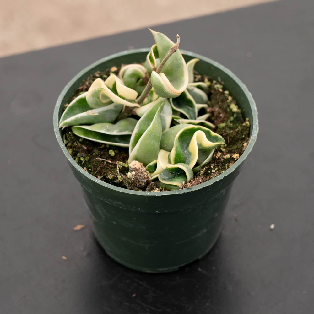 Gabriella Plants Hoya 4" Hoya carnosa 'Compacta Variegata' "Variegated Hindu Rope"