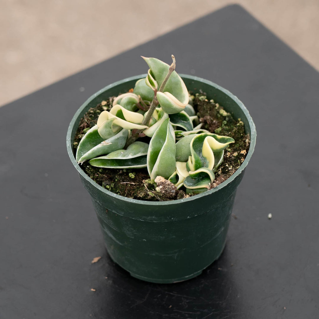 Gabriella Plants Hoya 4" Hoya carnosa 'Compacta Variegata' "Variegated Hindu Rope"