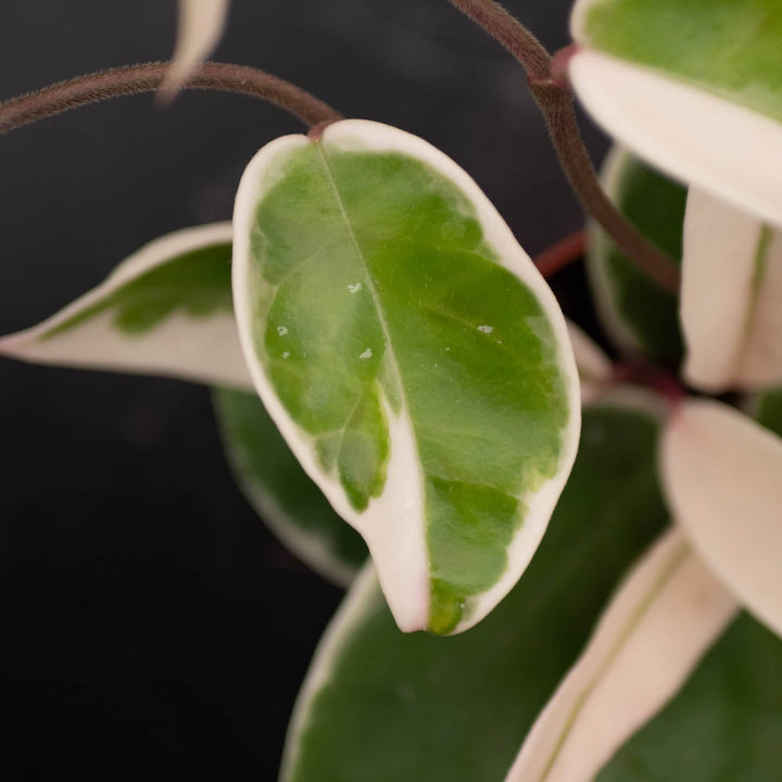 Gabriella Plants Hoya 4" Hoya carnosa 'Krimson Queen'