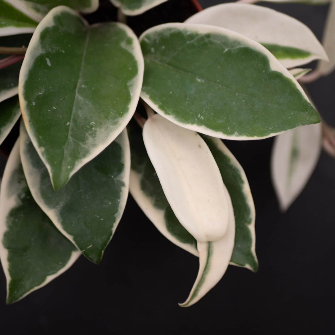 Gabriella Plants Hoya 4" Hoya carnosa 'Krimson Queen'