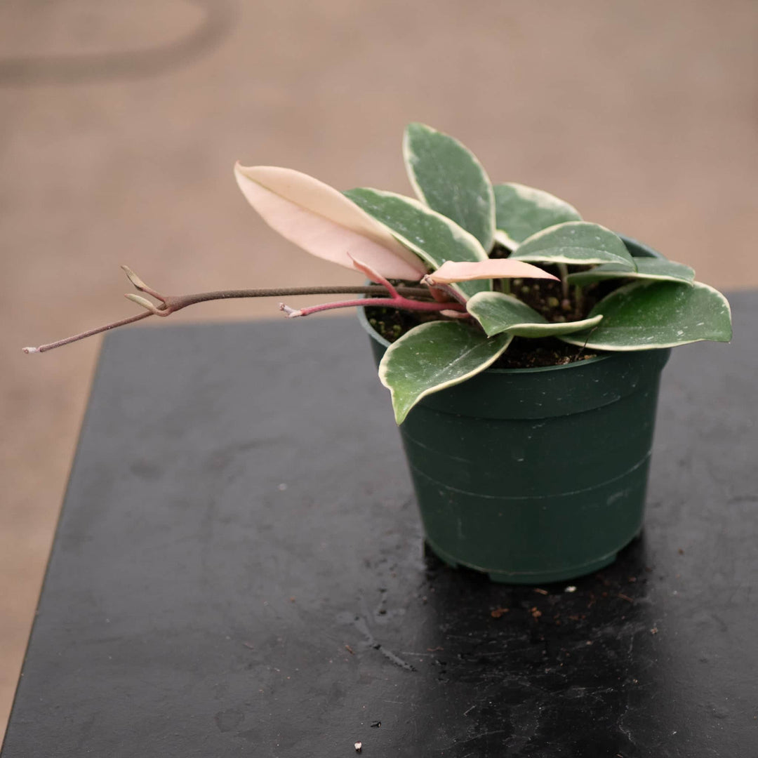 Gabriella Plants Hoya 4" Hoya carnosa 'Krimson Queen'