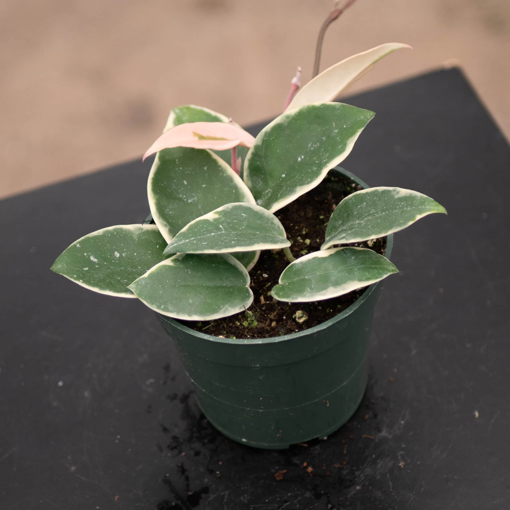 Hoya carnosa 'Krimson Queen' - Gabriella Plants