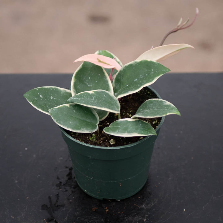 Gabriella Plants Hoya 4" Hoya carnosa 'Krimson Queen'