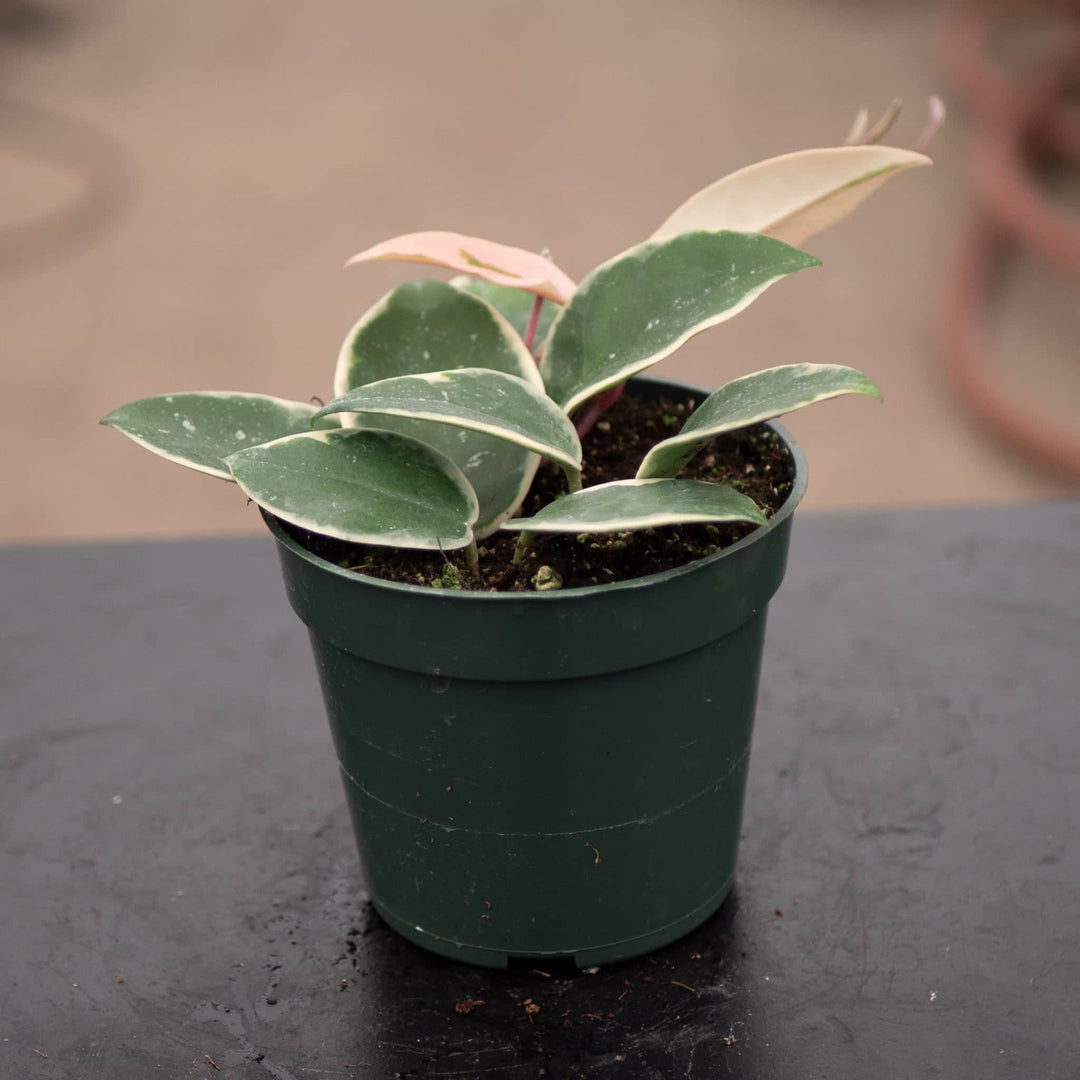 Gabriella Plants Hoya 4" Hoya carnosa 'Krimson Queen'