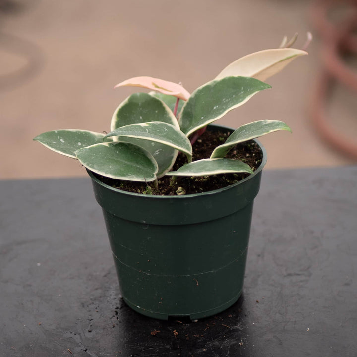 Gabriella Plants Hoya 4" Hoya carnosa 'Krimson Queen'