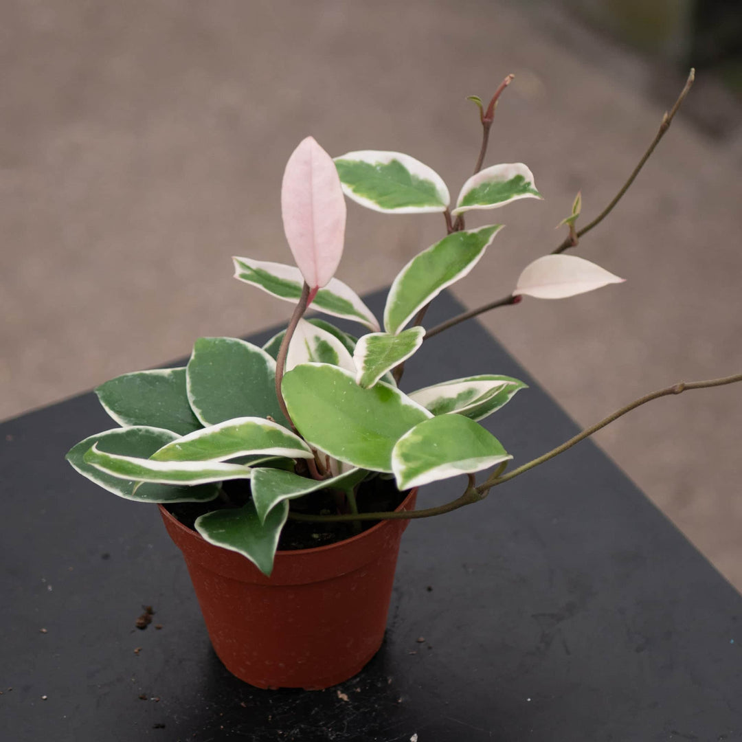 Gabriella Plants Hoya 4" Hoya carnosa 'Krimson Queen'