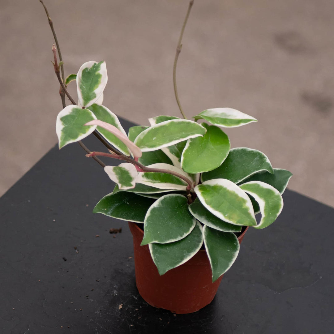 Gabriella Plants Hoya 4" Hoya carnosa 'Krimson Queen'