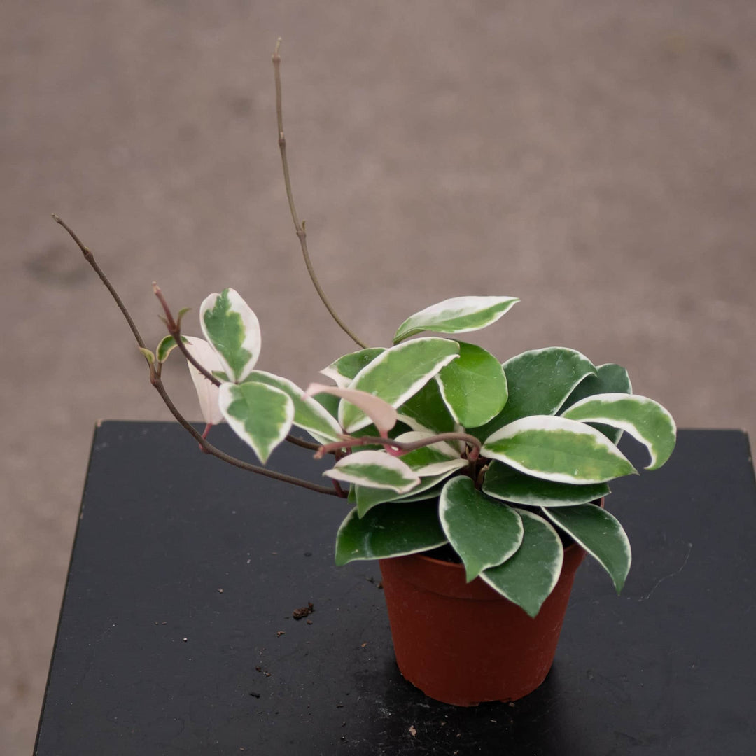 Gabriella Plants Hoya 4" Hoya carnosa 'Krimson Queen'